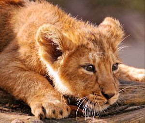 Preview wallpaper lion, cub, lying, fear, muzzle