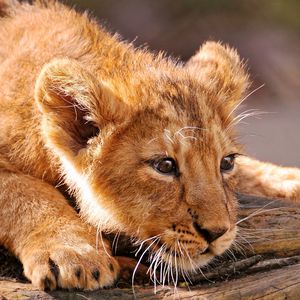 Preview wallpaper lion, cub, lying, fear, muzzle