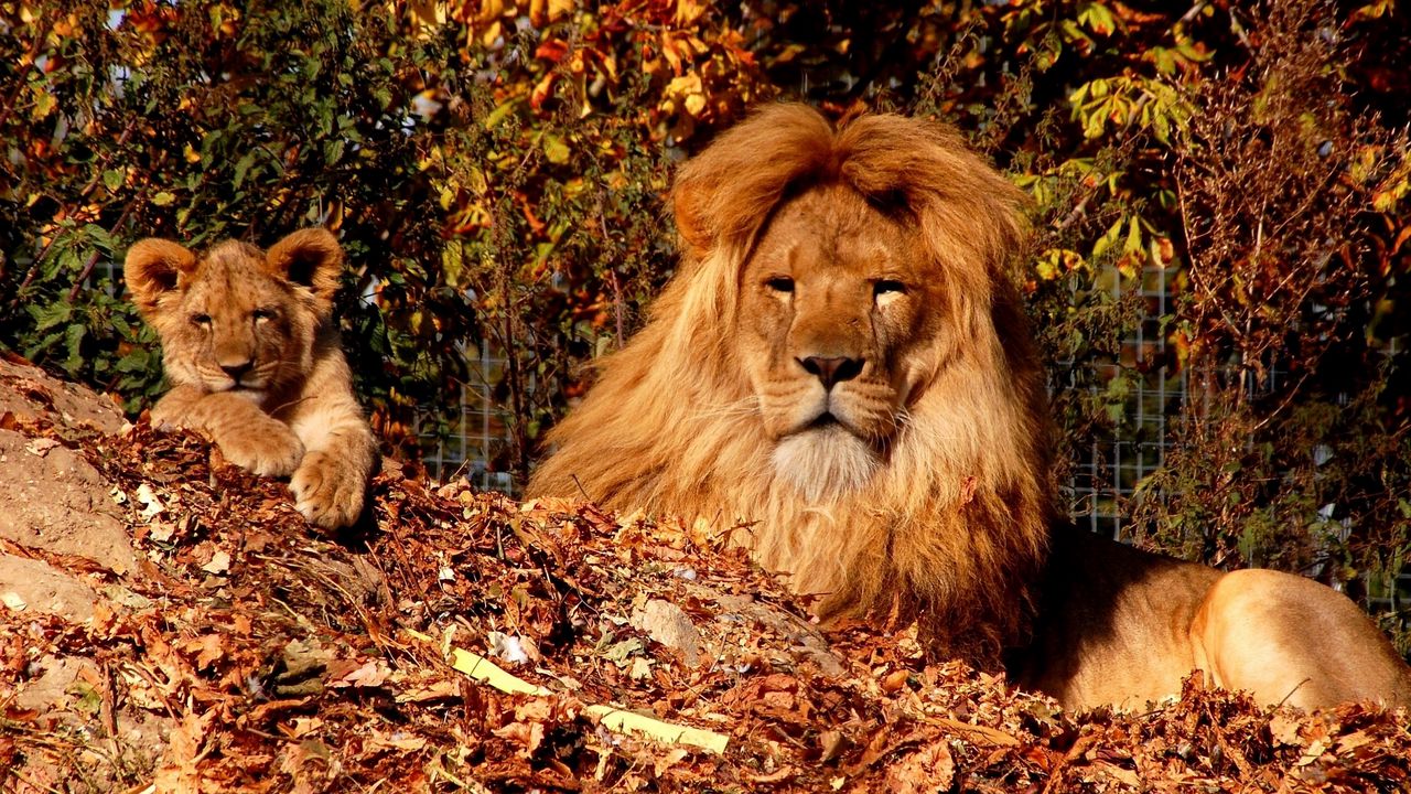 Wallpaper lion, cub, mane, leaves, autumn