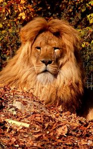 Preview wallpaper lion, cub, mane, leaves, autumn