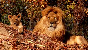 Preview wallpaper lion, cub, mane, leaves, autumn