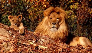 Preview wallpaper lion, cub, mane, leaves, autumn