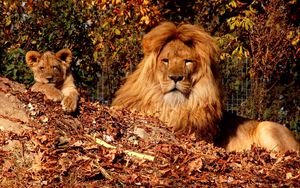 Preview wallpaper lion, cub, mane, leaves, autumn