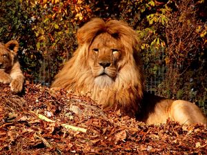 Preview wallpaper lion, cub, mane, leaves, autumn