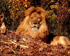 Preview wallpaper lion, cub, mane, leaves, autumn