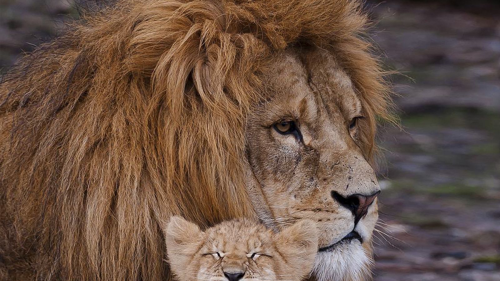 Download wallpaper 1600x900 lion, cub, mane, caring, family widescreen 16:9  hd background