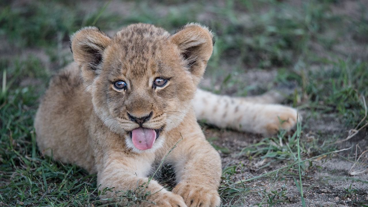 Wallpaper lion cub, muzzle, protruding tongue
