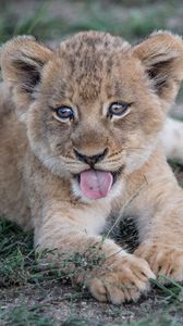 Preview wallpaper lion cub, muzzle, protruding tongue