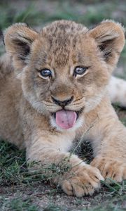 Preview wallpaper lion cub, muzzle, protruding tongue