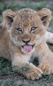 Preview wallpaper lion cub, muzzle, protruding tongue