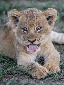 Preview wallpaper lion cub, muzzle, protruding tongue