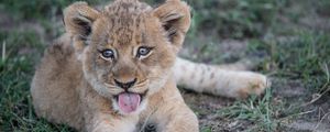 Preview wallpaper lion cub, muzzle, protruding tongue