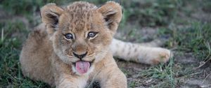 Preview wallpaper lion cub, muzzle, protruding tongue