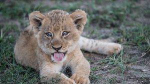 Preview wallpaper lion cub, muzzle, protruding tongue