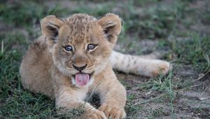 Preview wallpaper lion cub, muzzle, protruding tongue