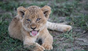 Preview wallpaper lion cub, muzzle, protruding tongue