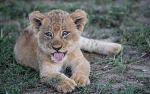 Preview wallpaper lion cub, muzzle, protruding tongue