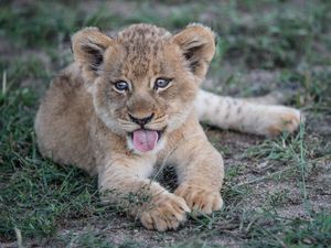 Preview wallpaper lion cub, muzzle, protruding tongue