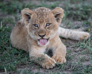 Preview wallpaper lion cub, muzzle, protruding tongue