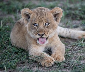 Preview wallpaper lion cub, muzzle, protruding tongue