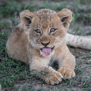 Preview wallpaper lion cub, muzzle, protruding tongue