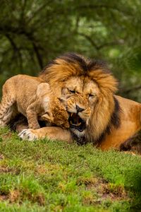 Preview wallpaper lion, cub, playful, predator, wildlife