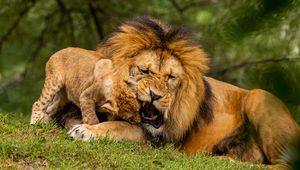 Preview wallpaper lion, cub, playful, predator, wildlife