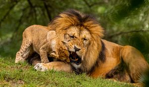 Preview wallpaper lion, cub, playful, predator, wildlife