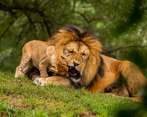 Preview wallpaper lion, cub, playful, predator, wildlife