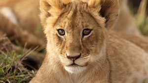 Preview wallpaper lion, cub, predator, muzzle