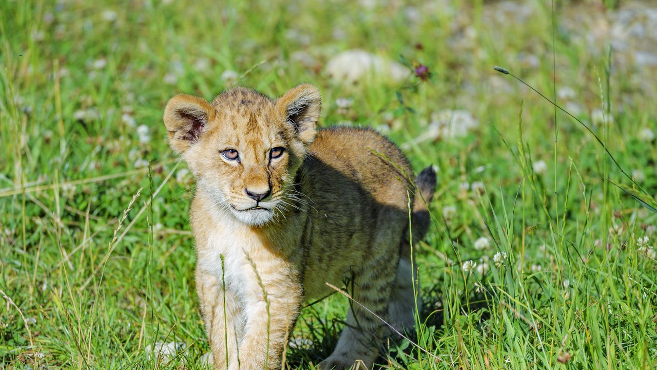 Wallpaper lion, cub, predator, grass