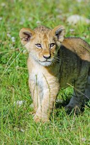 Preview wallpaper lion, cub, predator, grass