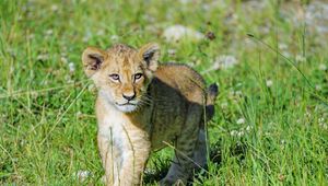 Preview wallpaper lion, cub, predator, grass