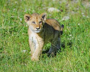 Preview wallpaper lion, cub, predator, grass