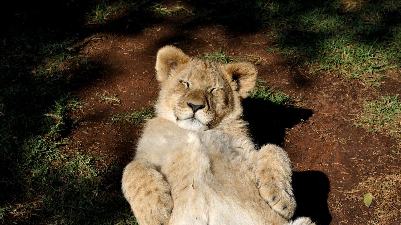 Wallpaper lion, cub, predator, rest