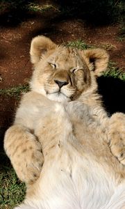 Preview wallpaper lion, cub, predator, rest
