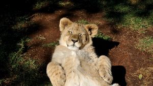 Preview wallpaper lion, cub, predator, rest