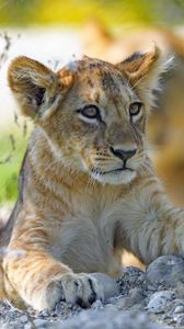 Preview wallpaper lion cub, predator, cub, glance