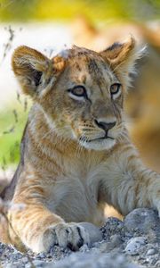 Preview wallpaper lion cub, predator, cub, glance