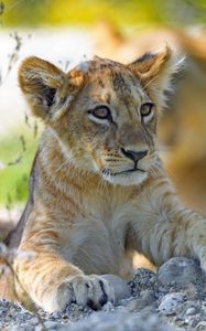 Preview wallpaper lion cub, predator, cub, glance