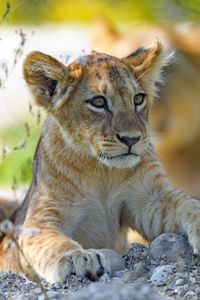 Preview wallpaper lion cub, predator, cub, glance