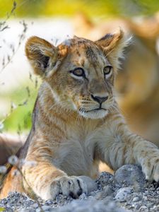 Preview wallpaper lion cub, predator, cub, glance