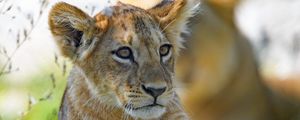 Preview wallpaper lion cub, predator, cub, glance