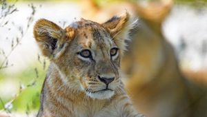 Preview wallpaper lion cub, predator, cub, glance