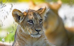 Preview wallpaper lion cub, predator, cub, glance