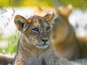 Preview wallpaper lion cub, predator, cub, glance