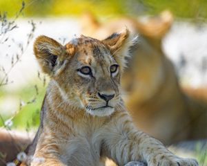 Preview wallpaper lion cub, predator, cub, glance