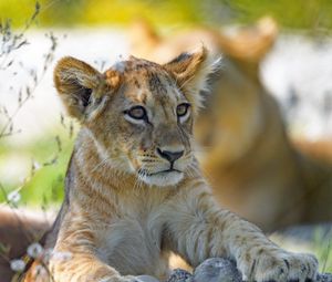 Preview wallpaper lion cub, predator, cub, glance