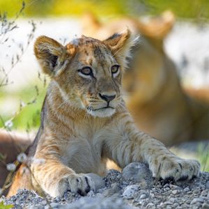 Preview wallpaper lion cub, predator, cub, glance