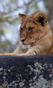 Preview wallpaper lion cub, predator, glance, animal